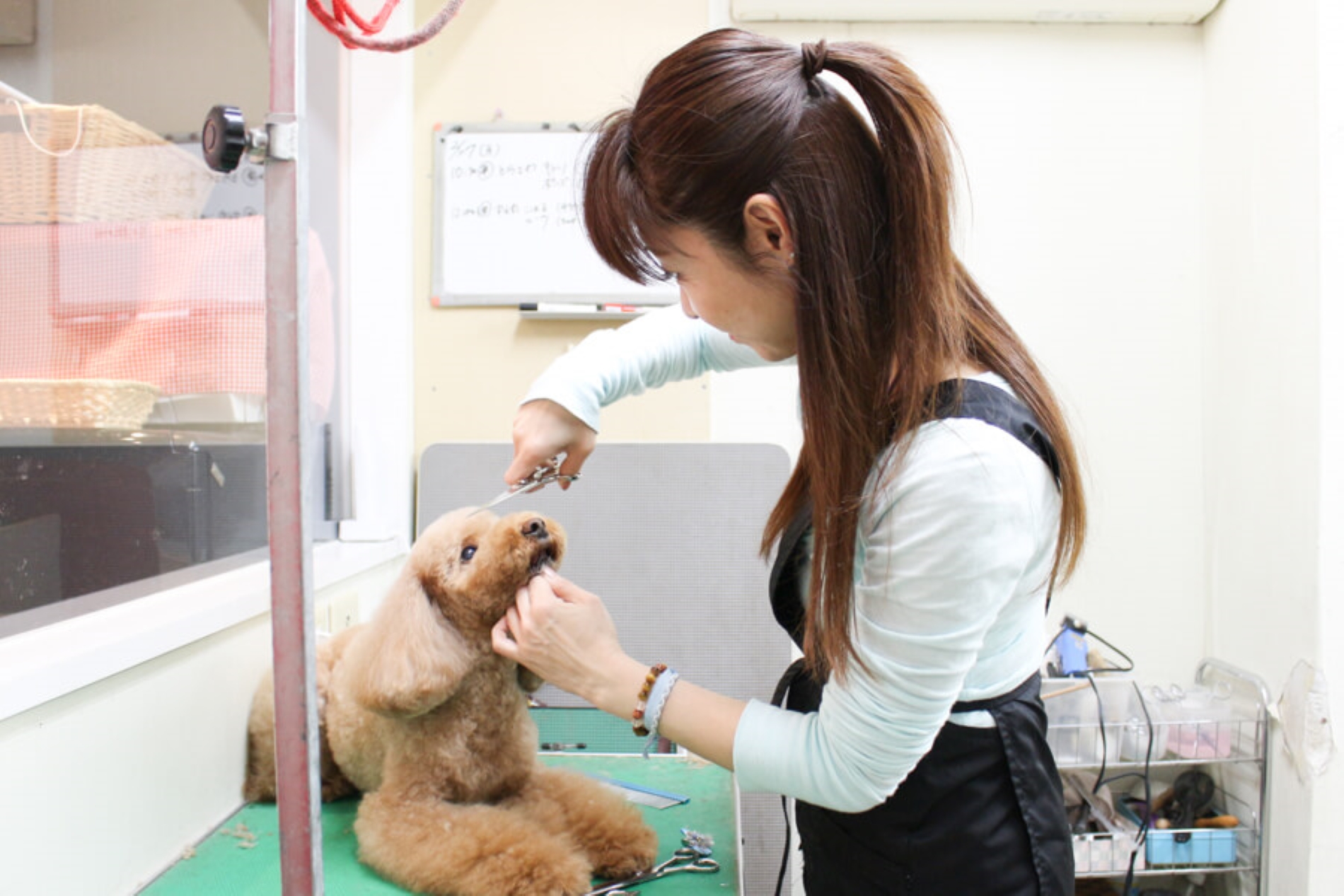 card-horizontal-image